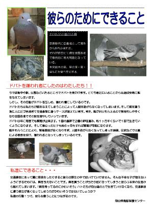 ドバトにエサを与えないでください