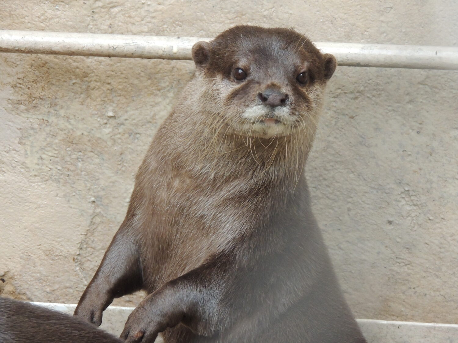 コツメカワウソ