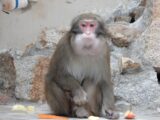 ニホンザル