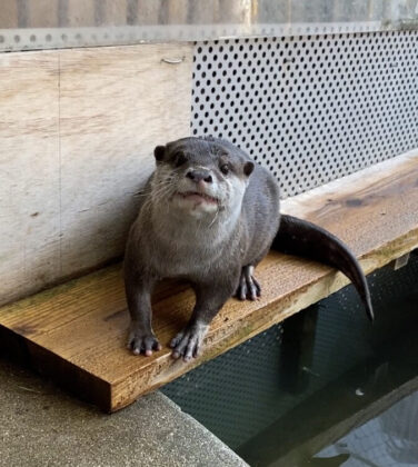 コツメカワウソ