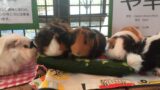 なかよしふれあい広場