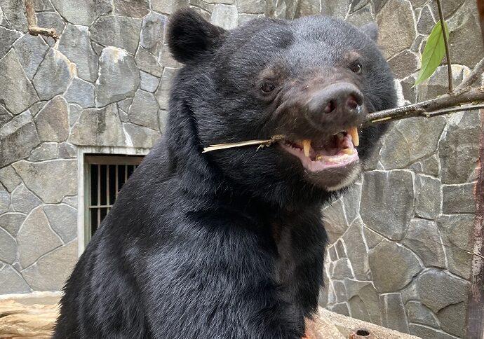 ニッポンツキノワグマ