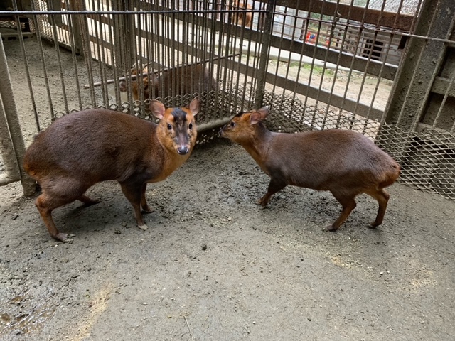 キョン