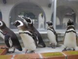 ペンギンのごちそうタイム