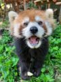 レッサーパンダのエサやり体験