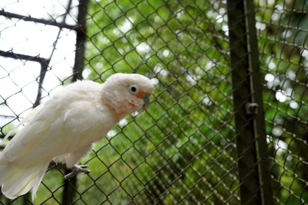 シロビタイムジオウム