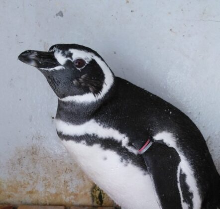 マゼランペンギン