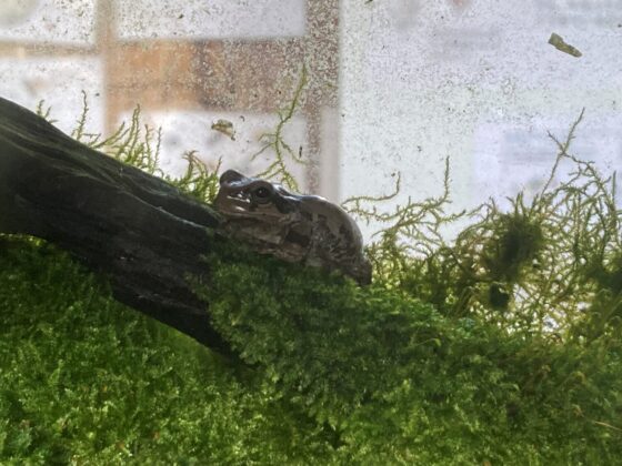 二ホンアマガエル
