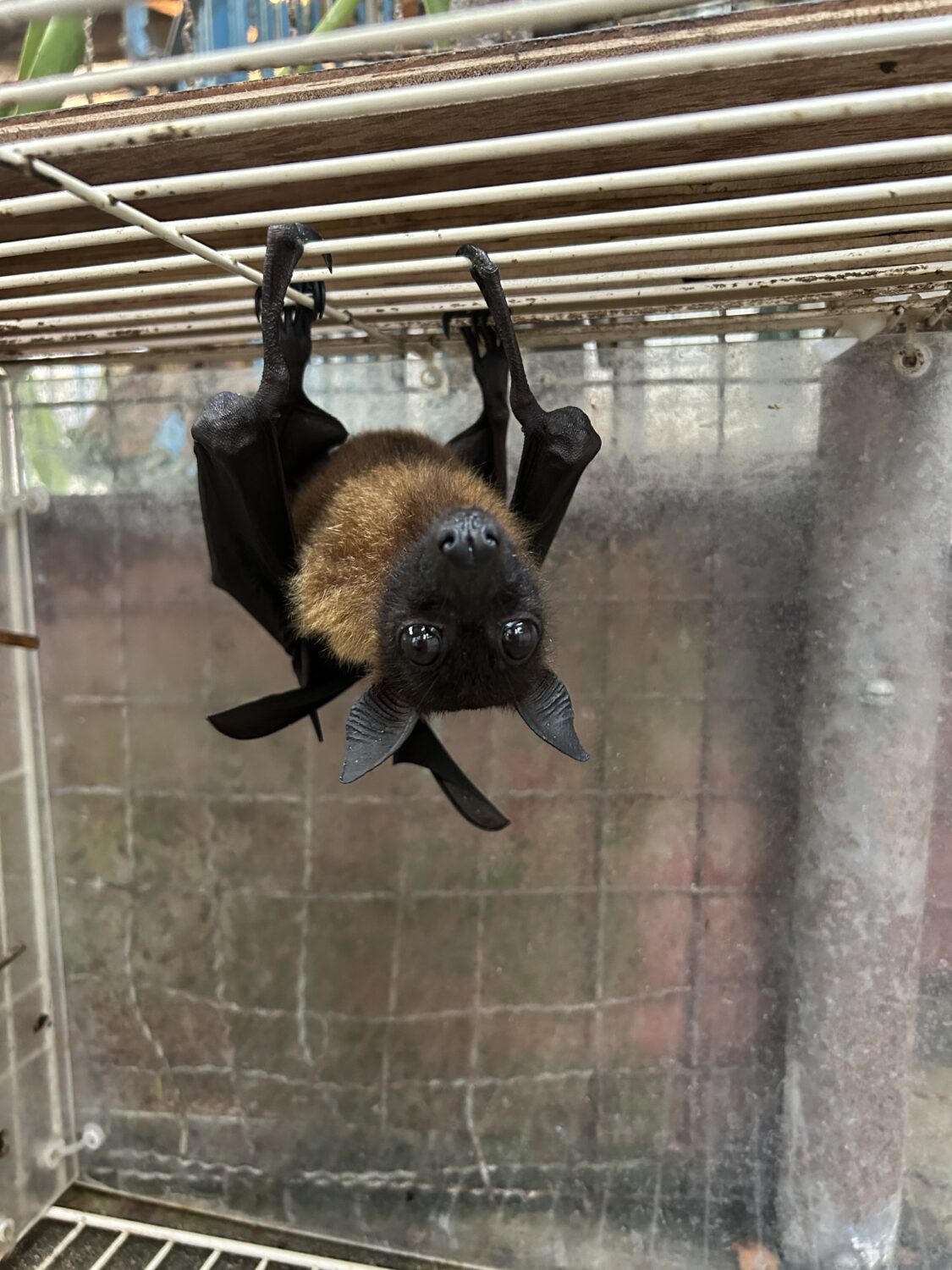 インドオオコウモリ