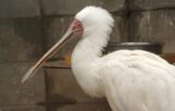 アフリカヘラサギ
