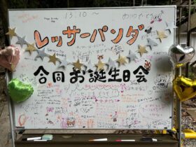 レッサーパンダの合同誕生日会を行いました