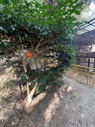 ライオン舎横