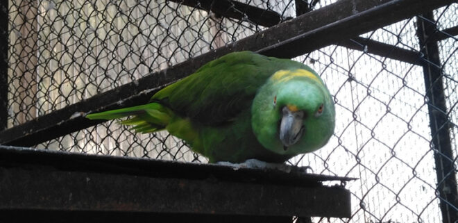 キエリボウシインコ